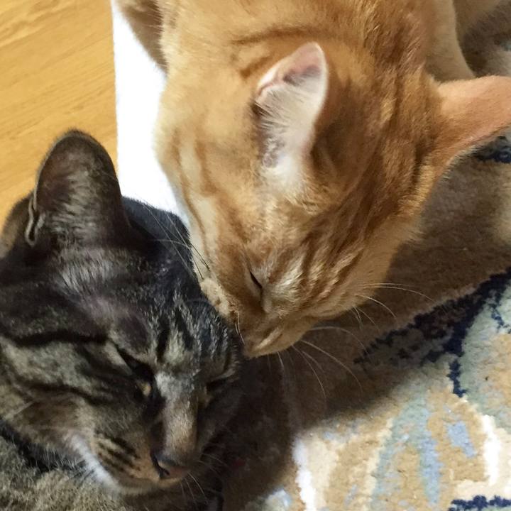 39e70c9c a249 4351 b87a 20ea346b0956