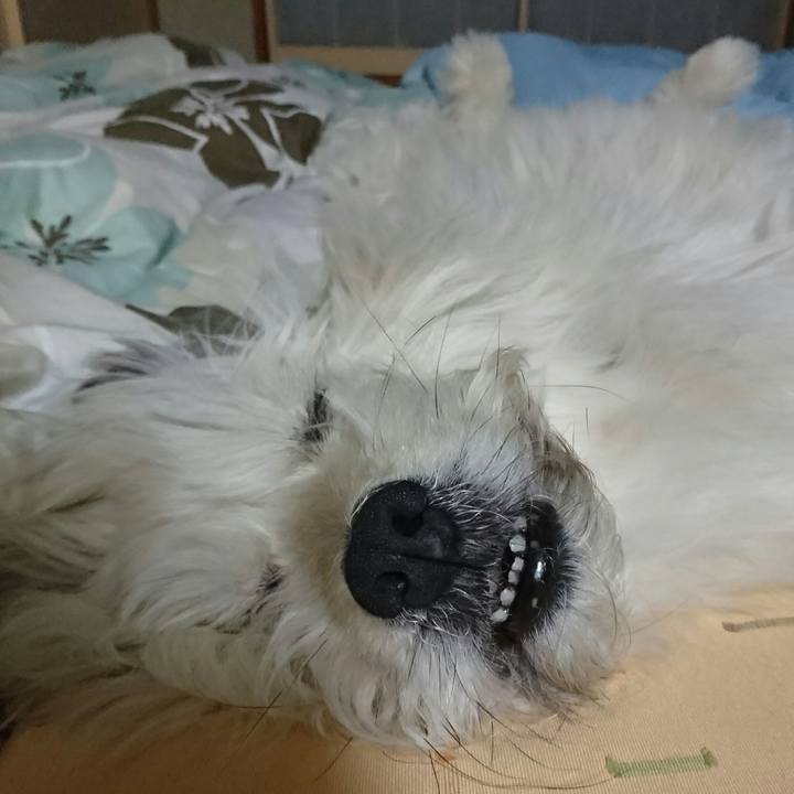 39f8f941 35c1 4329 90fc fb25e60b518d