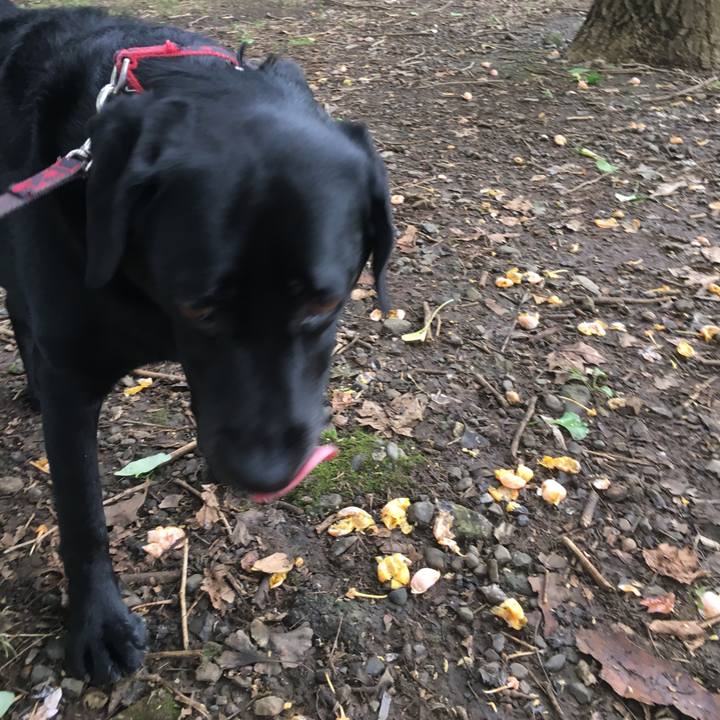 3a02fb8f 1602 4199 8caa d232773a4f15