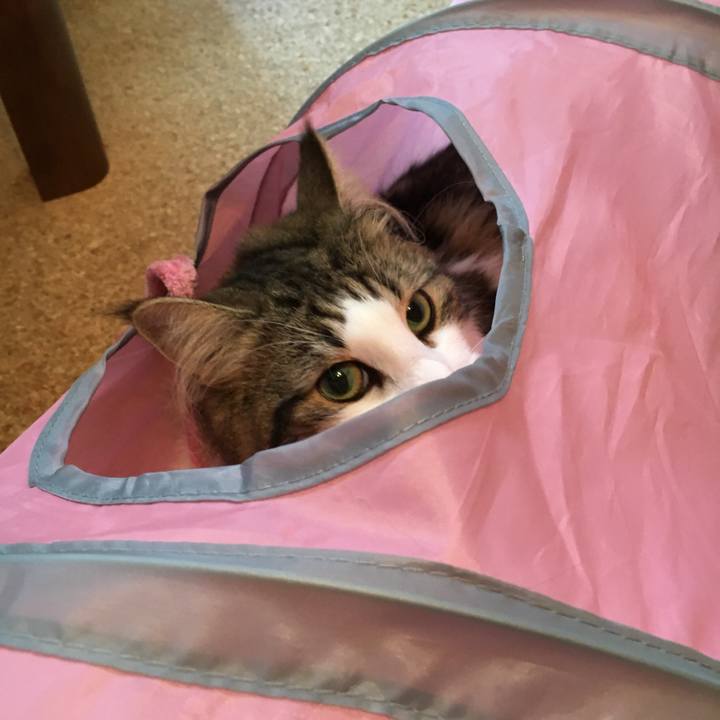 3a080a2d c51f 4304 a61d abbf160a6e9e