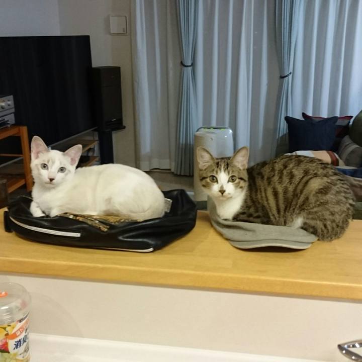 3a0ac93e a904 4908 bf64 a9747d584b08