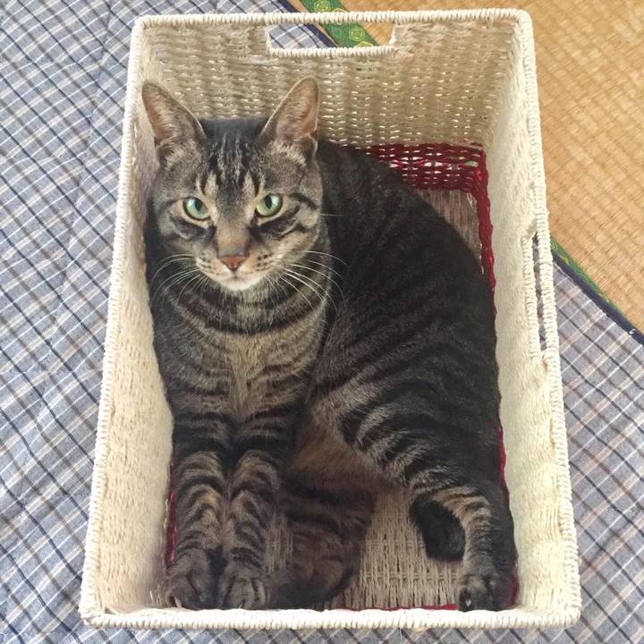 3a301bd4 1ad0 4618 9786 5922bda2600e