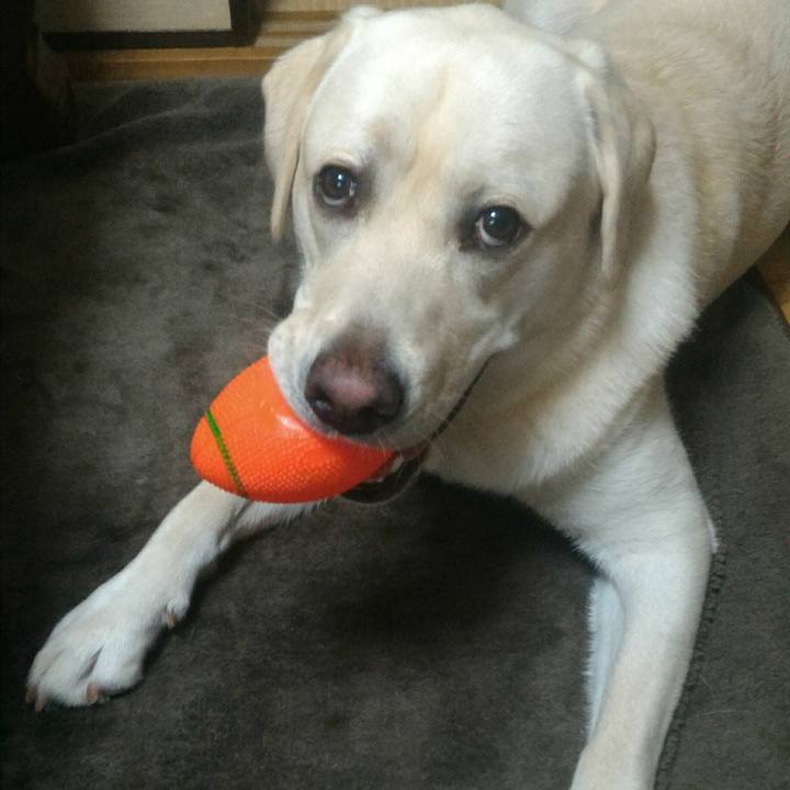 3a4d17e5 26c8 402d a24d cbb82e6fc42e