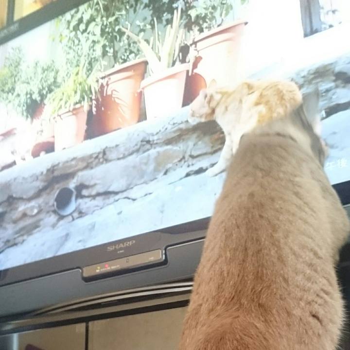 3a50ce10 713d 4800 bc94 7e8f5c466d96