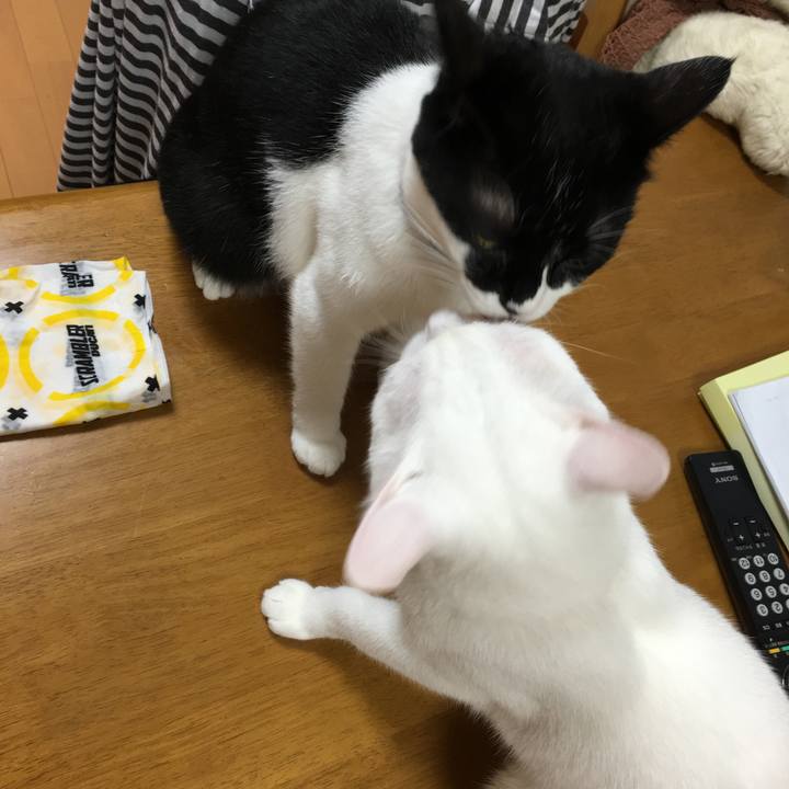 3a5304a0 95cc 45e4 b2ff 198344db727c