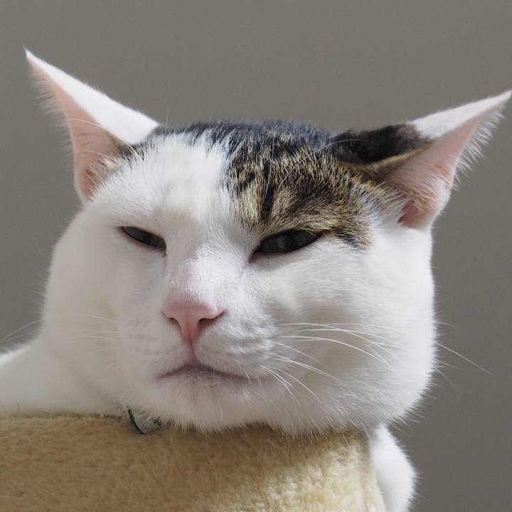 3a5565a4 935d 4eae 8f65 f740e4d179cb