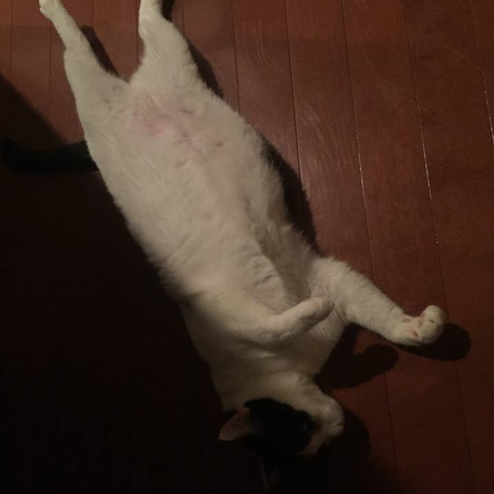 3a5d00ad 47ca 4900 9b3b 335ca4ad394c