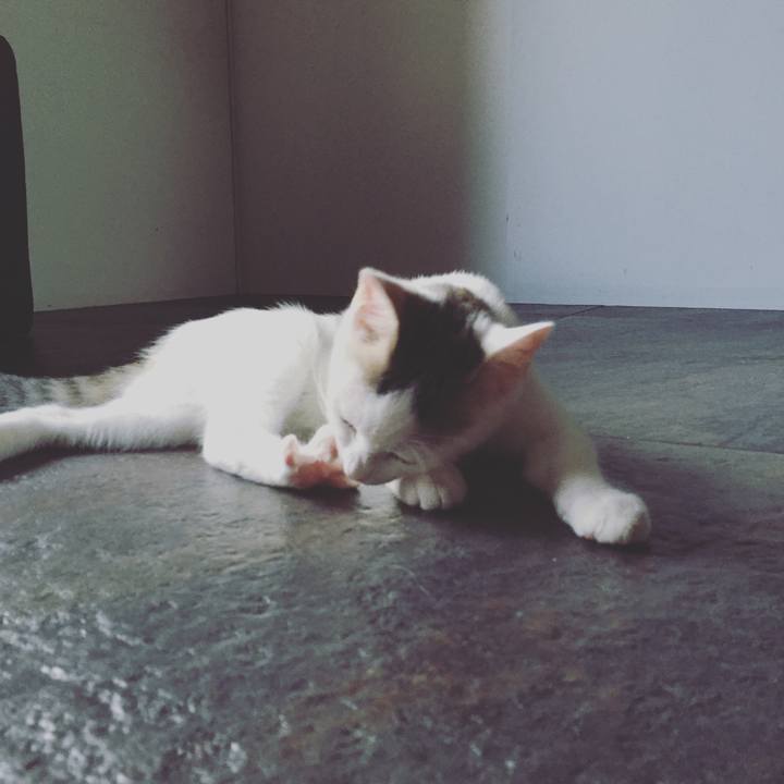 3a617274 cf1f 404e 85ef b12b2d480aa1