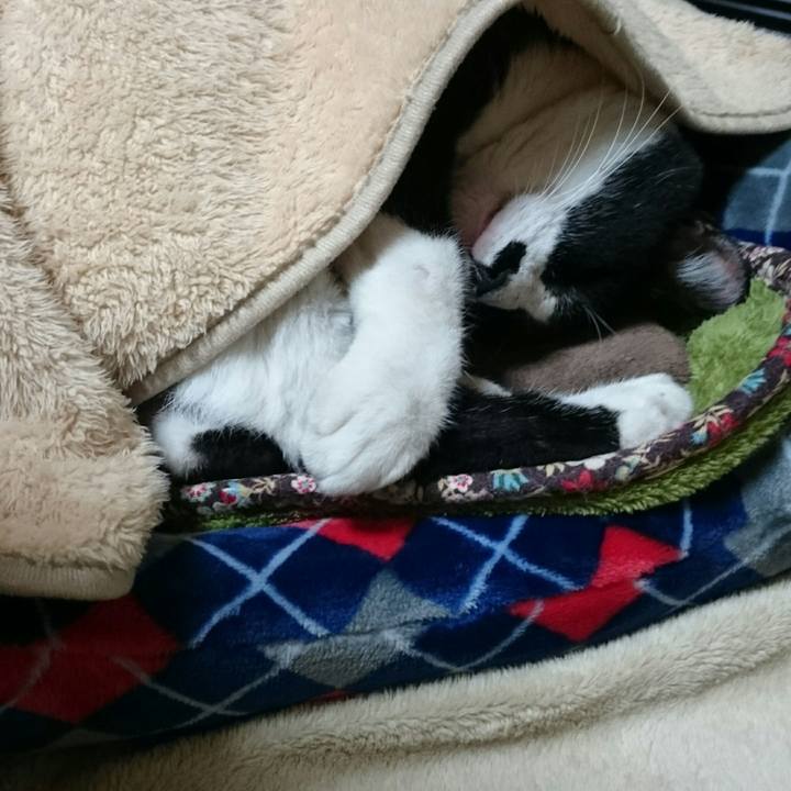 3a65ddd7 10fe 4e00 b7ae 8f6dc0ef184c