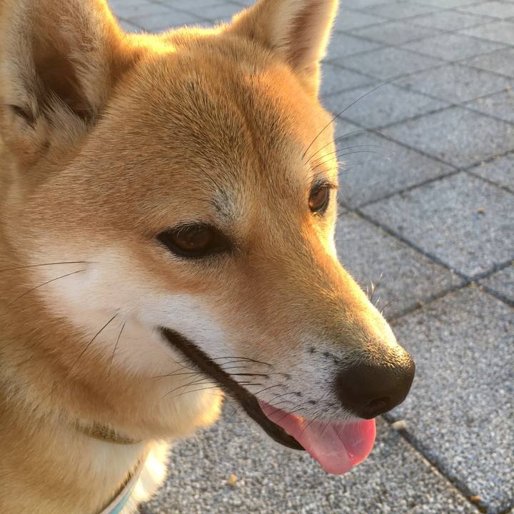 3a788bdb 9d3c 4200 85ed ca3e5d6d31bf