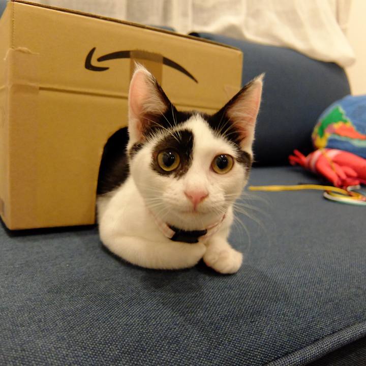 3a8195a3 c10a 410d 87b6 c302ba831357