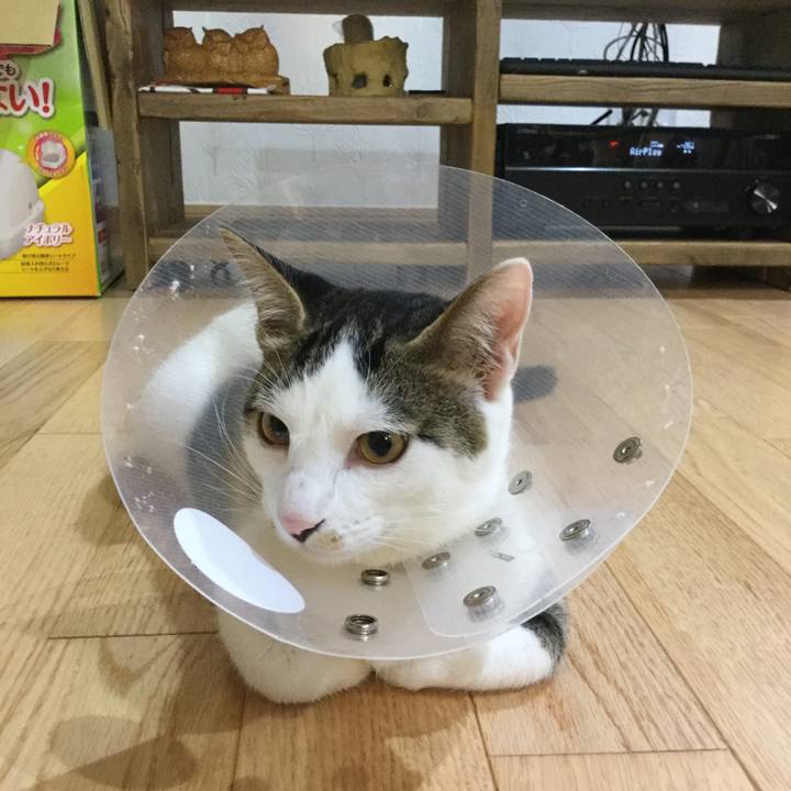 3a875903 54a9 498d bebf 8cf3446dba1c