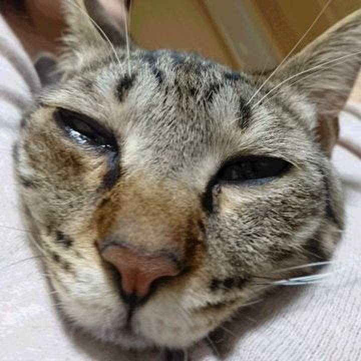 3a8775bb a0fa 41d9 a914 794032270deb