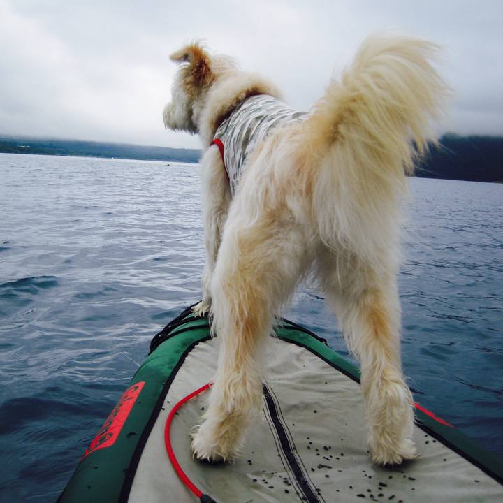 3a95e119 5f83 432e 9c6e 585921061306