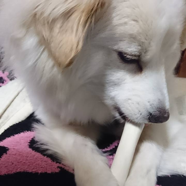 3ab745b8 cf01 4a32 9cea c046215763ca