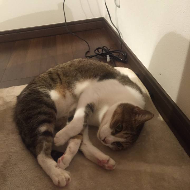 3aba4ddb 6050 4fa8 9e65 58b0a855a17d