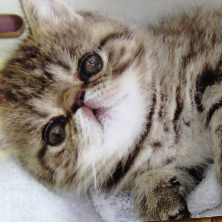 3ac5fc12 2950 4dac 81a0 009303c53c60