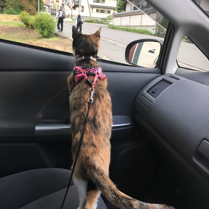 3ac8862d 95bf 49bd 9d36 bb68bcaae990