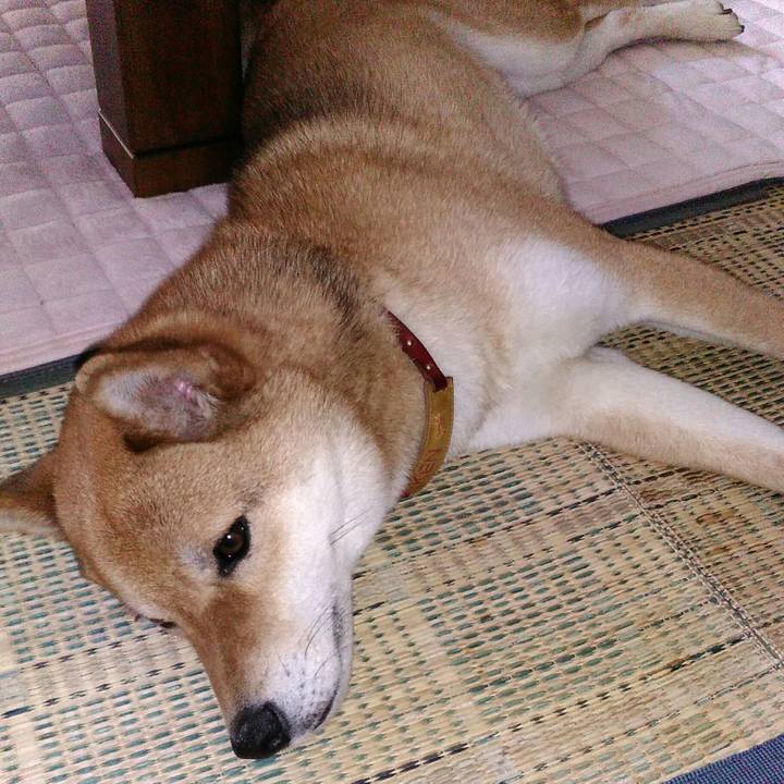 3acedb11 6233 4dc5 8d16 361b71bb8fb0