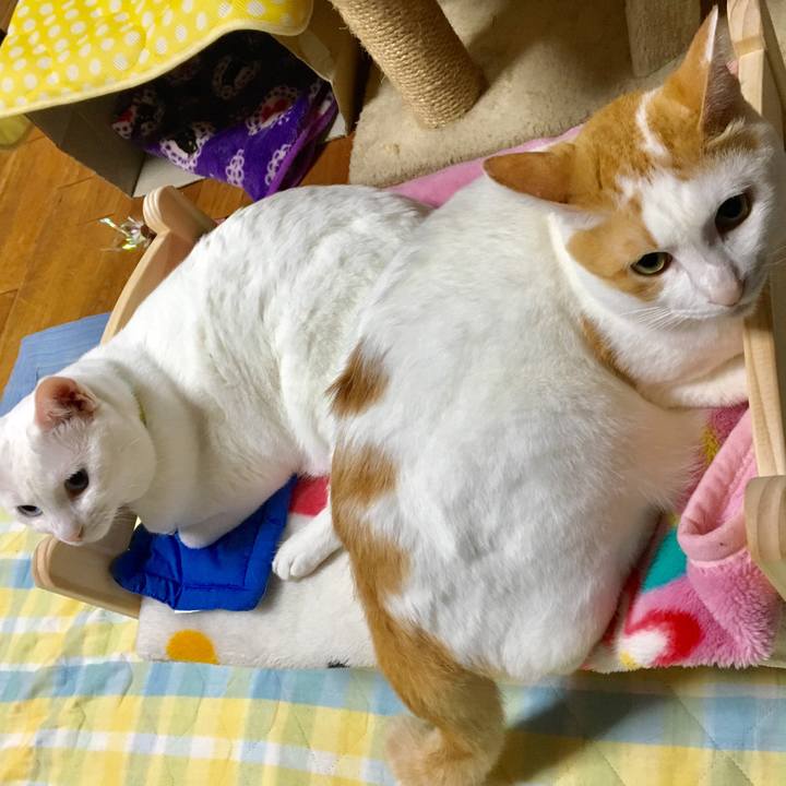 3acf3e31 1719 4eb8 bd9c 4d13cb2d2634