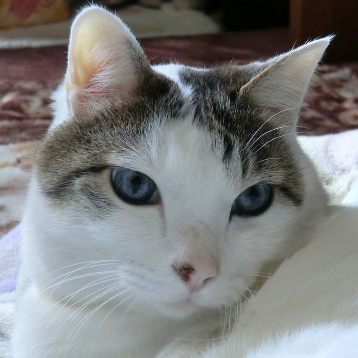 3ae244d7 463f 4f4c a96d 440fb6a01b2b