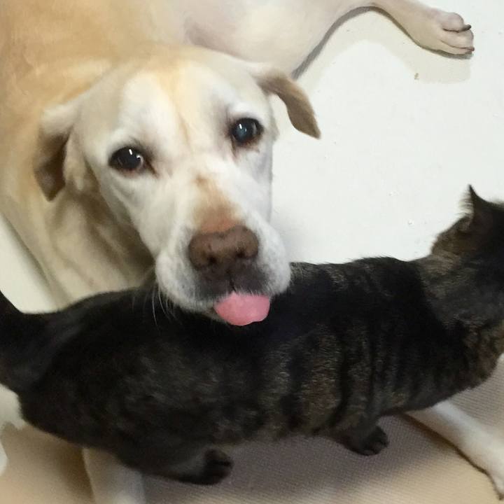 3aea0c1b 0cec 423c 83c8 4406258fad61