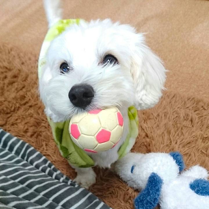 3b0c9039 f4de 4b12 b52f 6edf685b389f