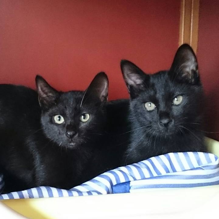 3b2b1b2d b751 49f1 94f5 644309c3bc9f