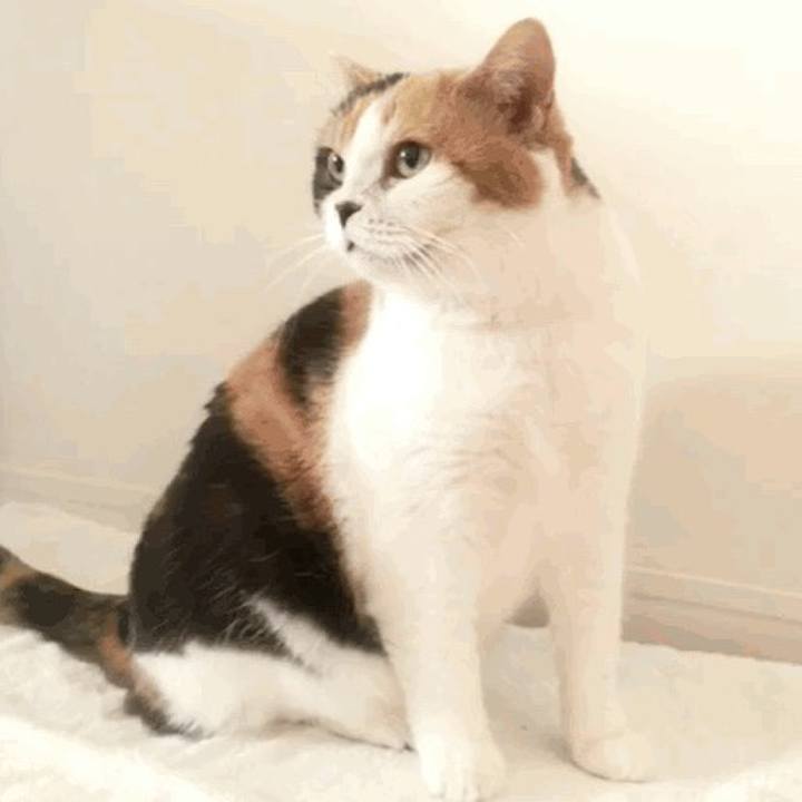 3b3d0cbe 95d5 44a1 9f74 adb7c3ac4721