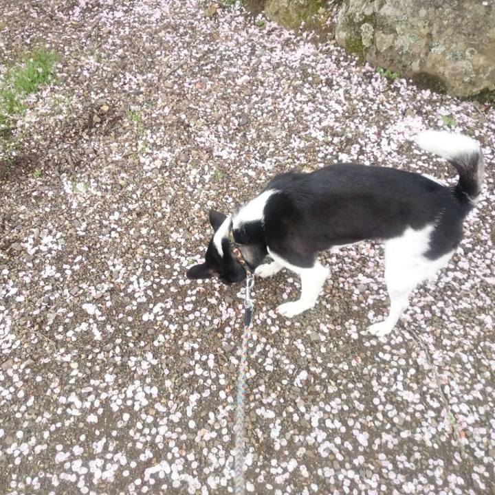 3b3f8683 4921 4c2e aa98 7955414d9b2a