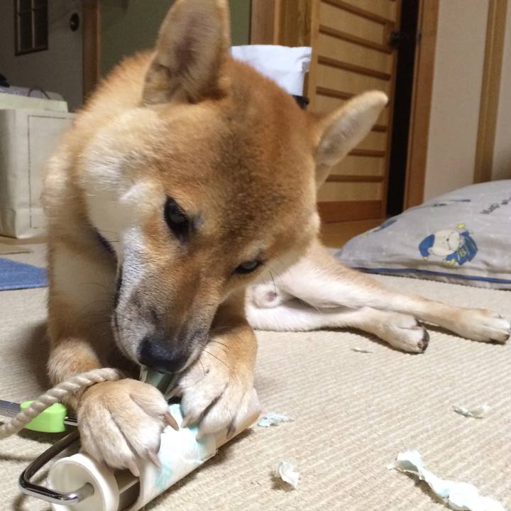 3b449dcb 449c 4e3d 9ebd 8798e199dc99