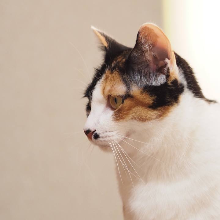 3b5f571f 514a 429a bd54 8c43f5572e62