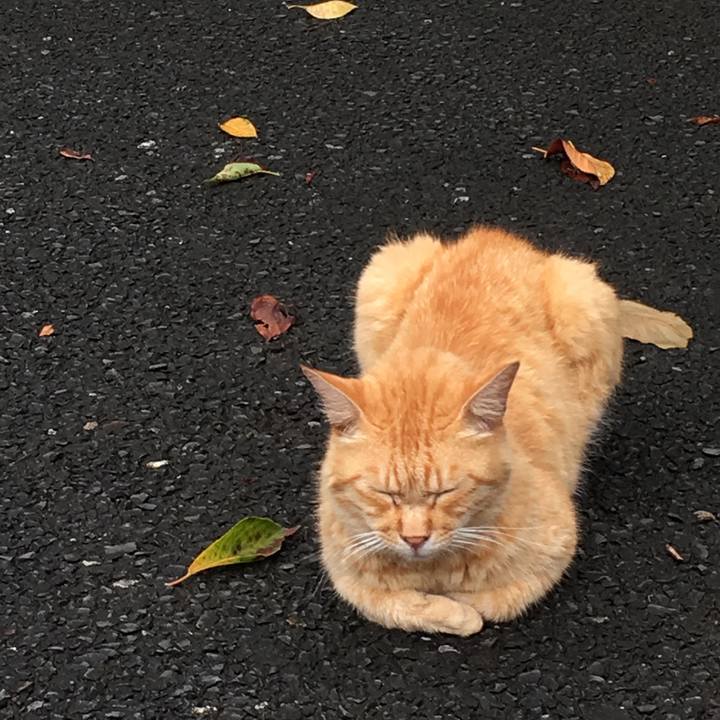 3b787a27 9240 4fe0 a7fe bfd357a5a4d9