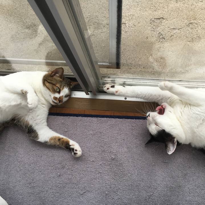 3b86c5dd 4f7a 44fc a4e5 93323cfe6a88