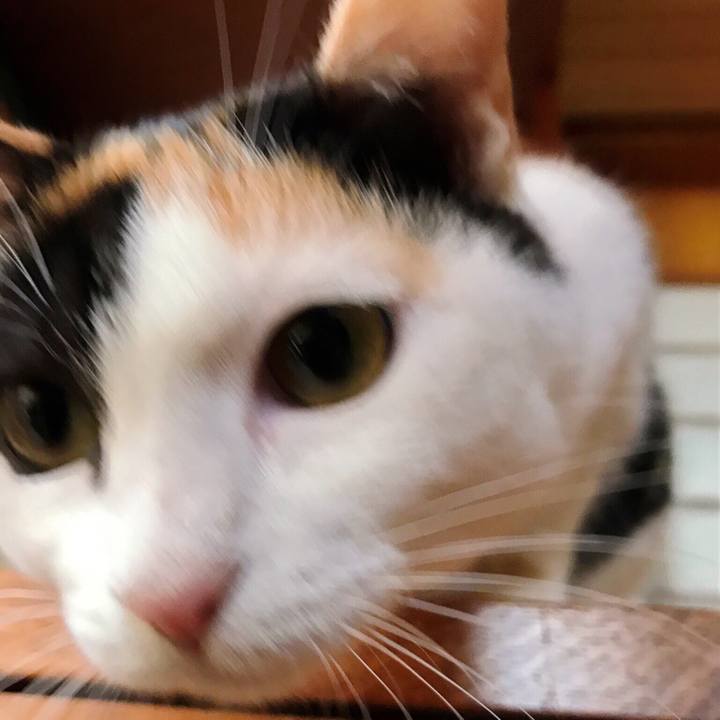 3ba74976 c7e1 401e b8c8 e577f858974d