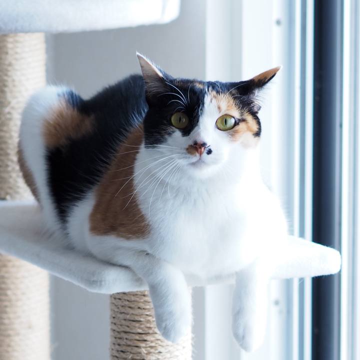 3ba757b2 33a4 4954 af45 121feeb0315c