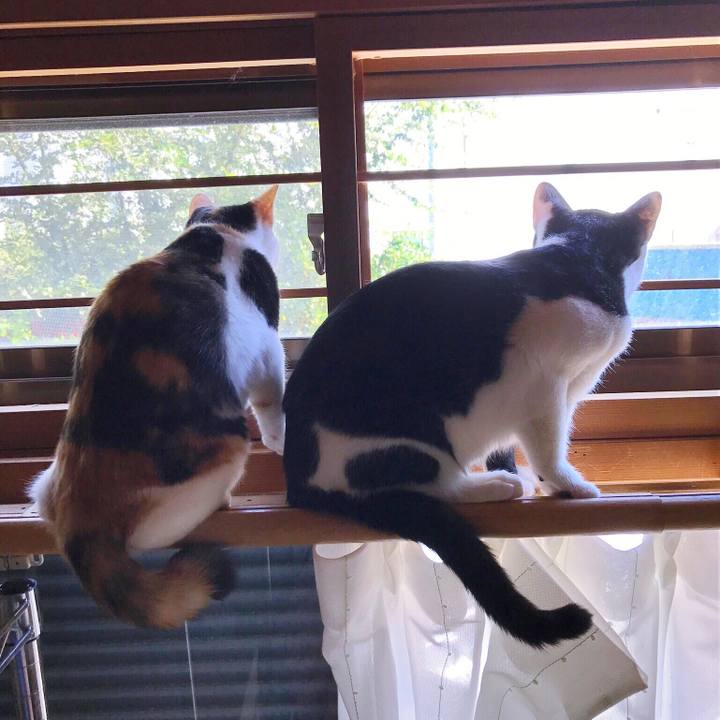 3badf739 aa34 4d9d 919c 31533c7baba4