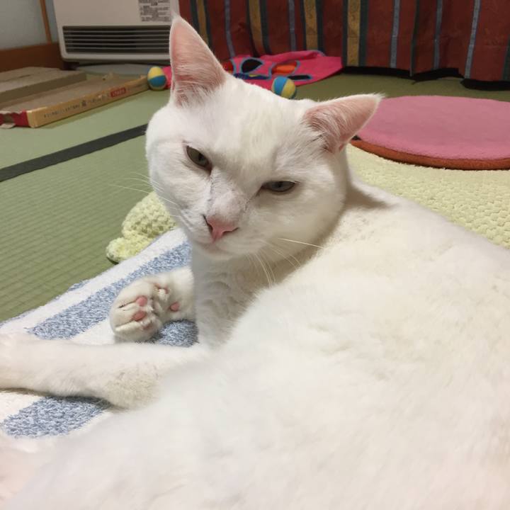 3bc11ef3 6f55 4c53 8958 eddc392fd179