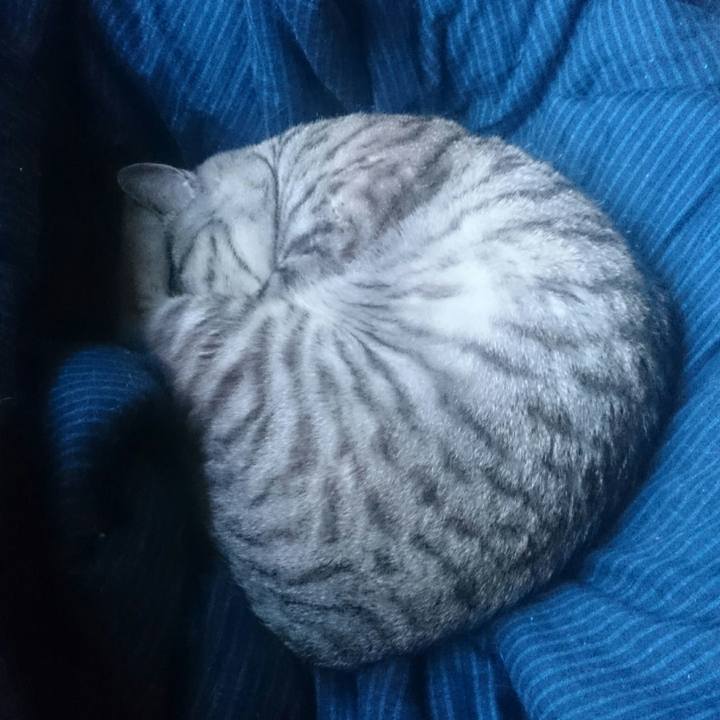 3bda9cca 0ce9 4a55 b605 413ae30585db