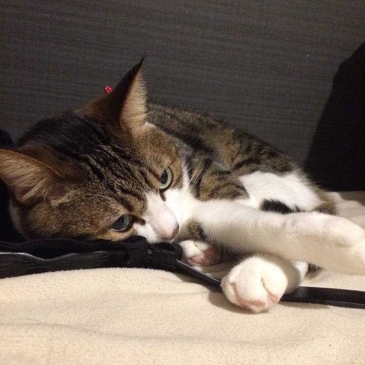 3bdd1e11 1d81 4914 8e1a 0279434f0262