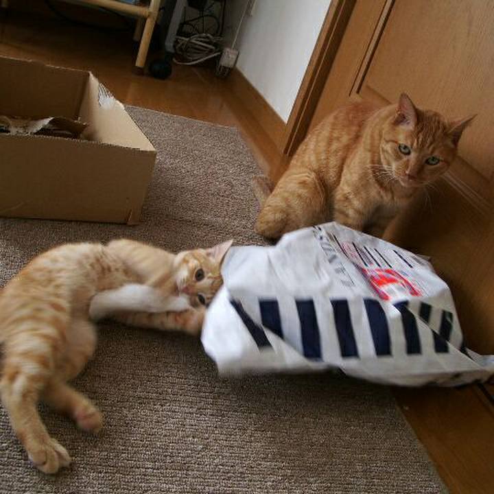 3bf3272c e425 4c9e 93e6 ebde6cab38fa