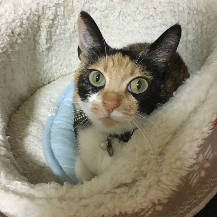 3bf523f7 3985 4ce4 81a3 16b0fa2b8f4c