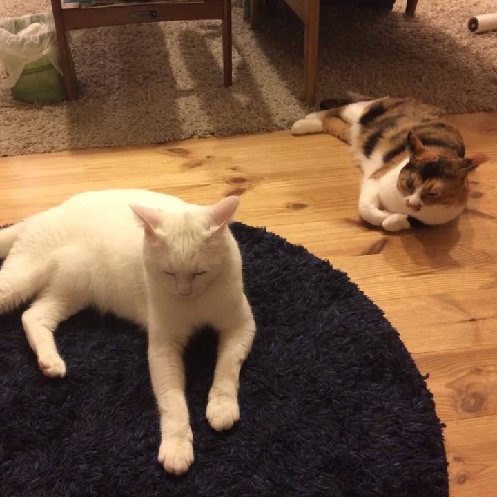 3c010551 d17b 4c16 9883 24eb31ff356a