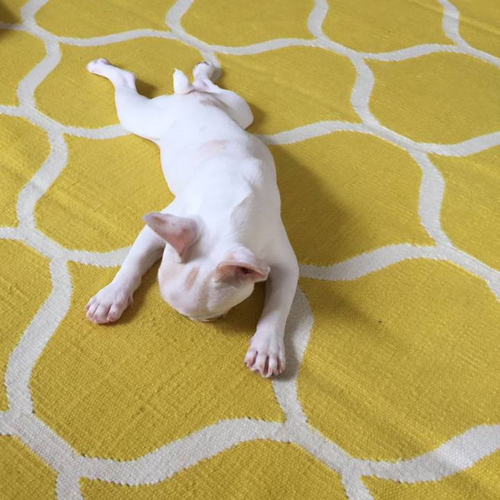 3c09bae8 a4e3 4233 bbee 06e336232ac9