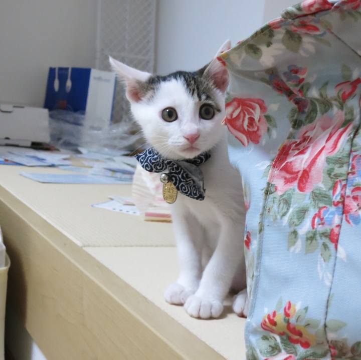 3c0b9338 18e8 4758 83cb eaf91d8e16f1