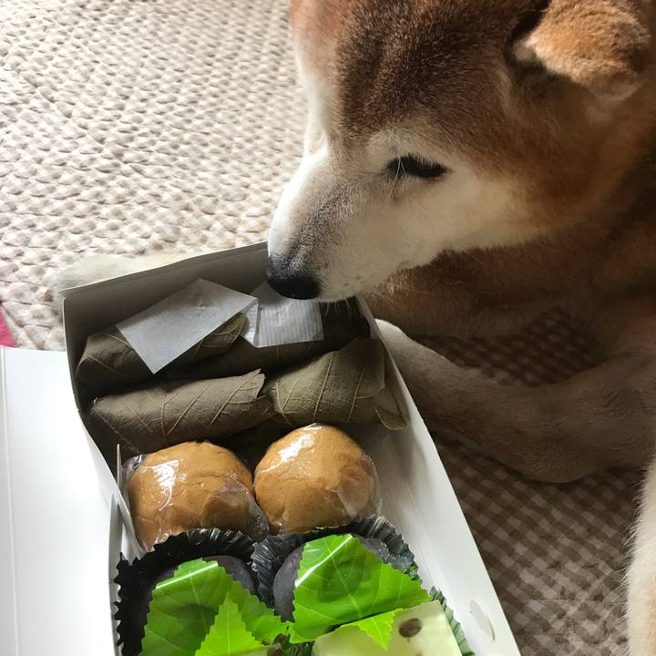 3c1b0a49 909f 447c 914f 9838b370d019