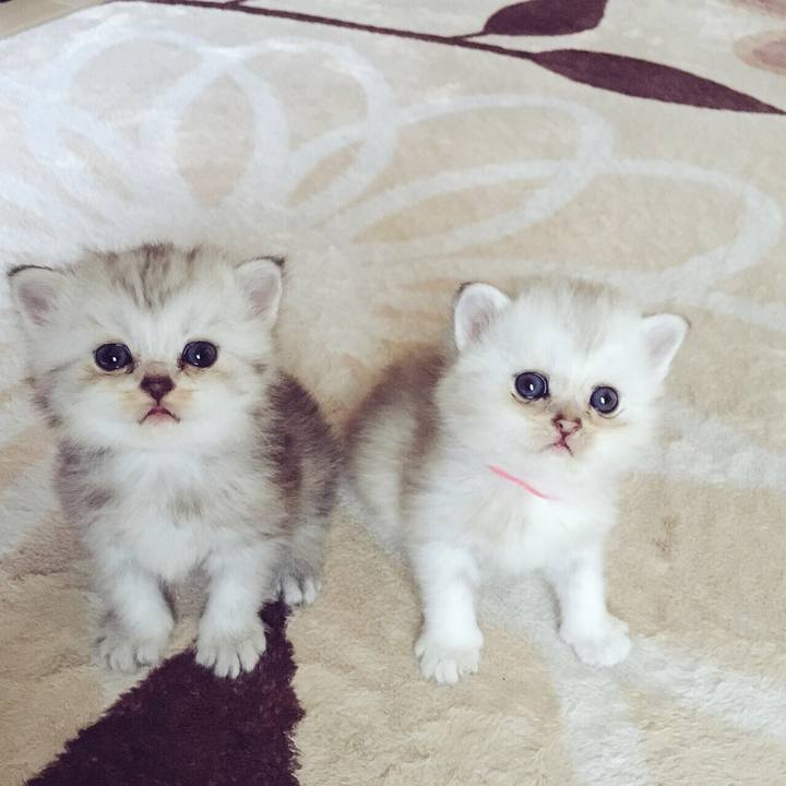 3c1d172f 5136 48ab a46a 6c3650c735ad