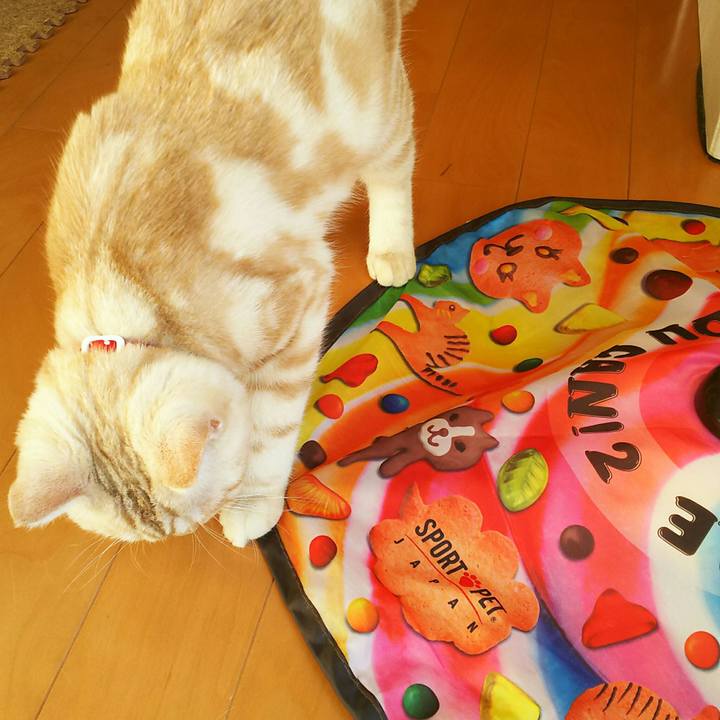 3c32fa8a 8102 401d a0ca ba45c52a4931