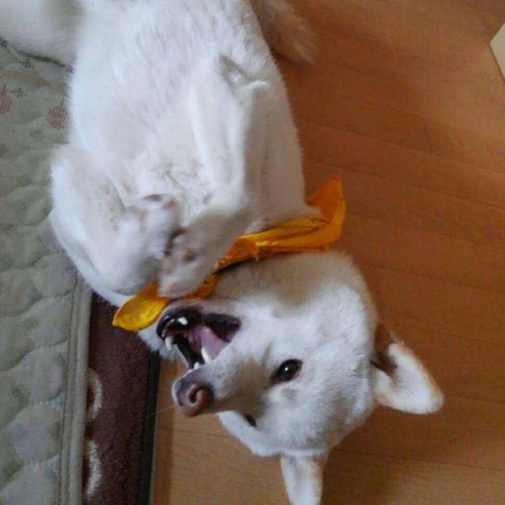 3c4902ad 323e 4b2e a2a9 1acf5a81a120