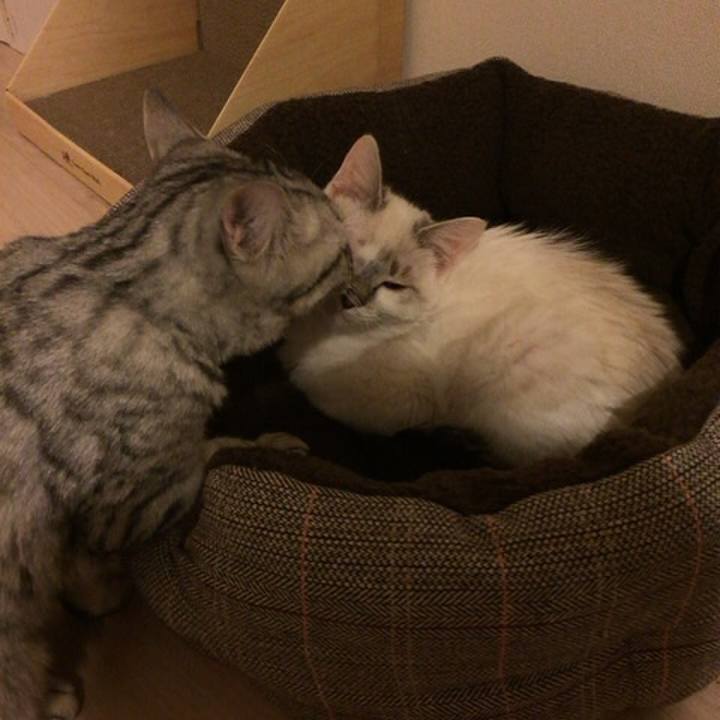 3c4ad61a 6836 47a4 89a4 339054711584